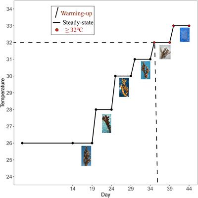 Responses of Symbiodiniaceae Shuffling and Microbial Community Assembly in Thermally Stressed Acropora hyacinthus